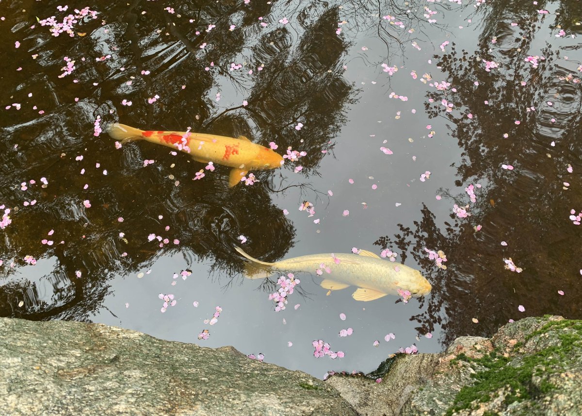 DescansoGardens's tweet image. Fallen 'Pink Cloud' #cherryblossoms are a delight in the #JapaneseGarden. Stay tuned for more #pinktree season updates as we share what's blooming and changing in the garden 🌸 #ExploreDescanso