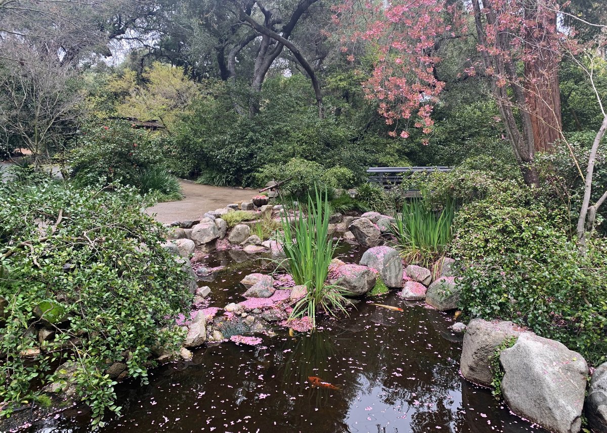 DescansoGardens's tweet image. Fallen 'Pink Cloud' #cherryblossoms are a delight in the #JapaneseGarden. Stay tuned for more #pinktree season updates as we share what's blooming and changing in the garden 🌸 #ExploreDescanso