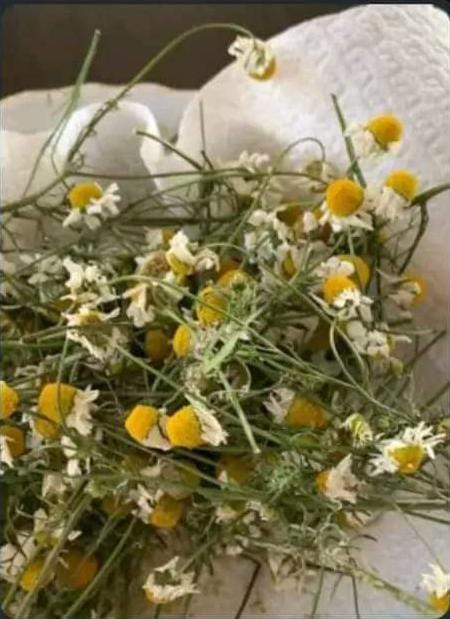 Yo también entregué flores amarillas