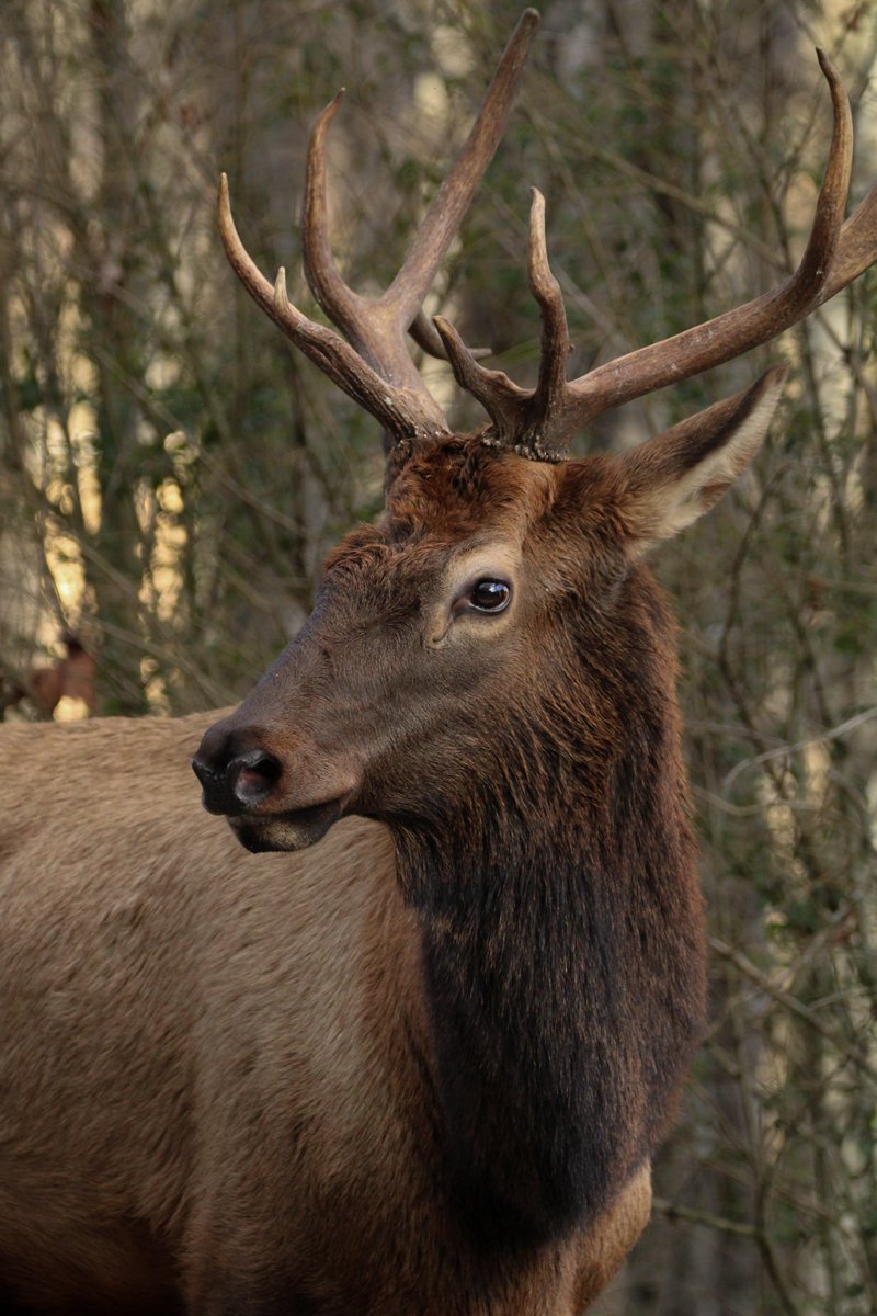 While crossing a busy road, this young #elkbull took a moment to strike a pose. By this point, his antlers have likely dropped and he's already starting to grow a new pair. How exciting! 

#elk #wildlife #animal #wildlifephotography #animalphotography