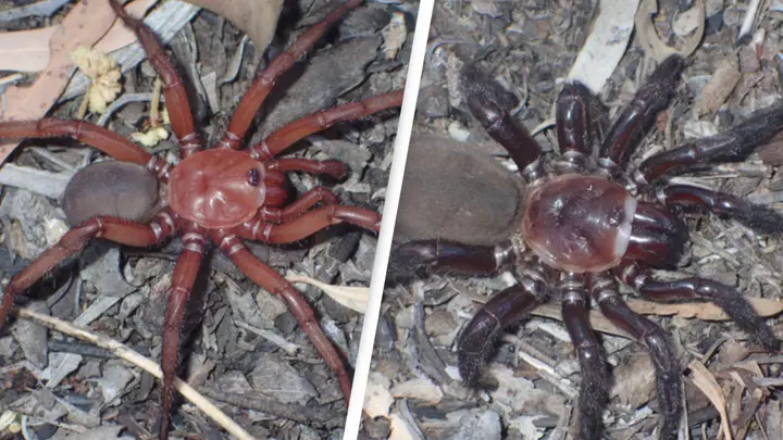 UNILAD's tweet photo. 🔔 | New 'giant' spider has been discovered in Australia

More below 👇 https://t.co/rRBRUkQG8e