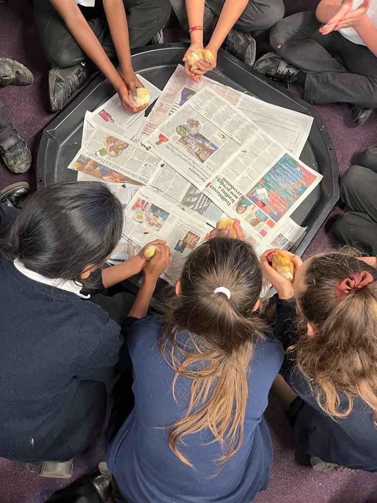 Boseman loved visiting the chicks  today 🐥 The children handled them very calmly and carefully <a href="/SummerswoodPS/">Summerswood School</a> @EllieOlmer