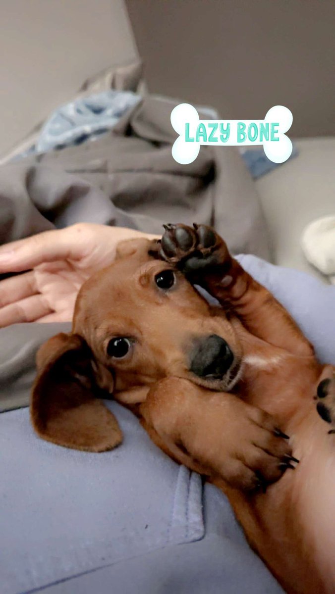 alexsaanicole's tweet photo. update y’all I got a weenie dog 😍🫶🏻 https://t.co/yHpUzekpW2