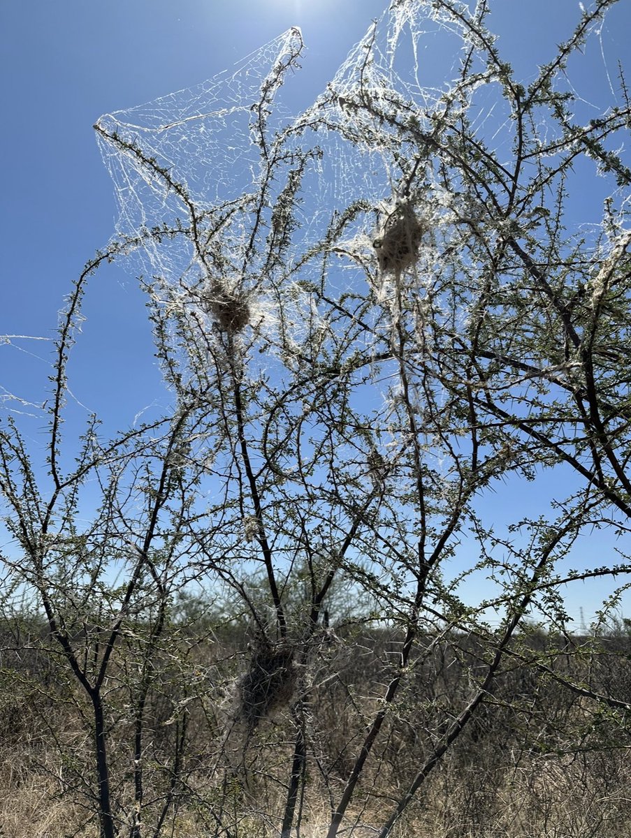 Steven Cassidy tweet media
