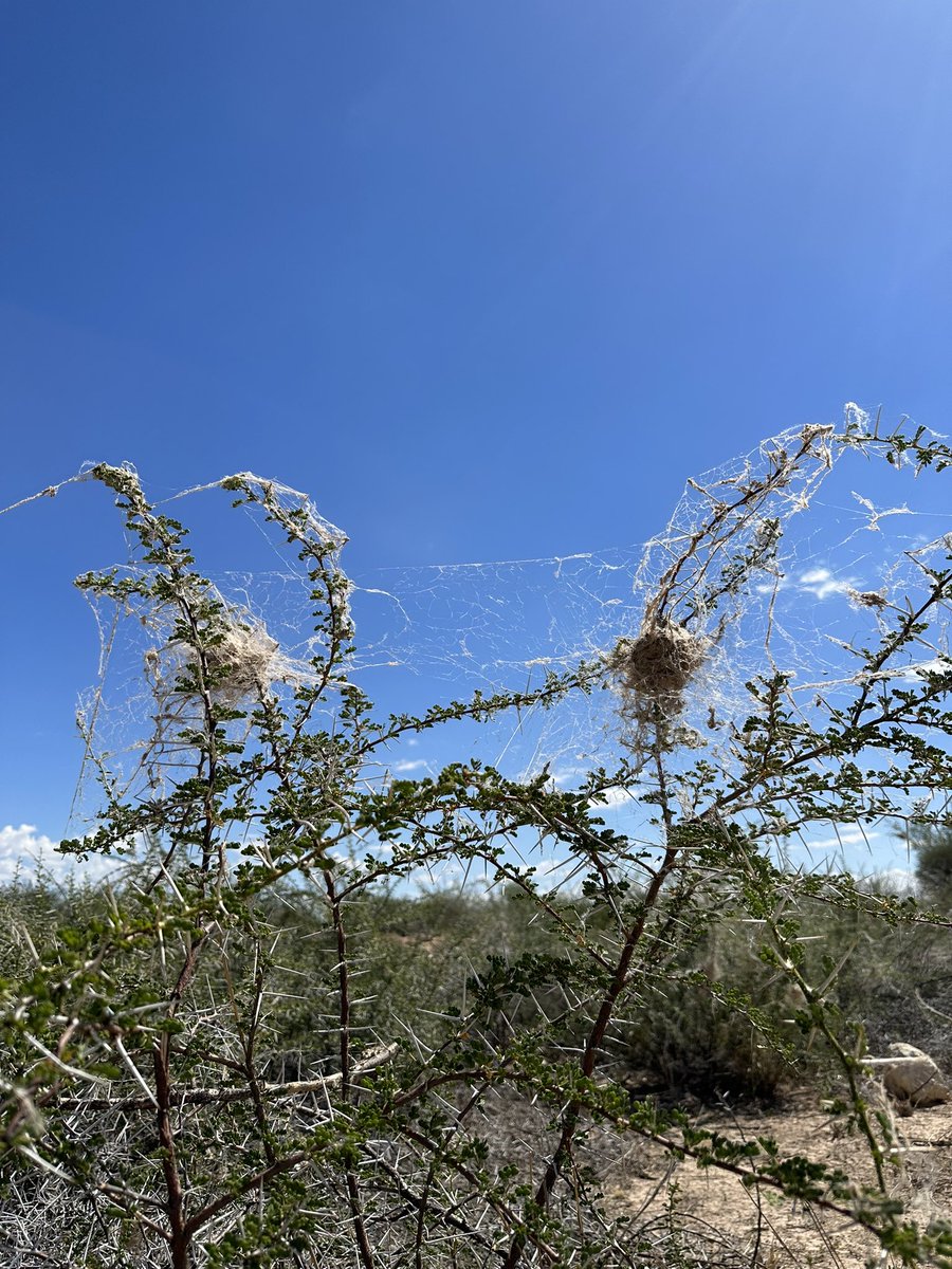 Steven Cassidy tweet media