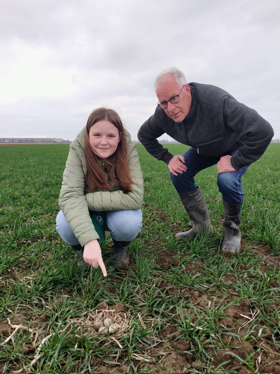De dertienjarige Lieke Sels uit Rijswijk vond vanmiddag samen met haar opa Wim Smits een voltallig Kievitsnest in de buurt van Genderen. Het Weidevogelseizoen in Altena is begonnen.