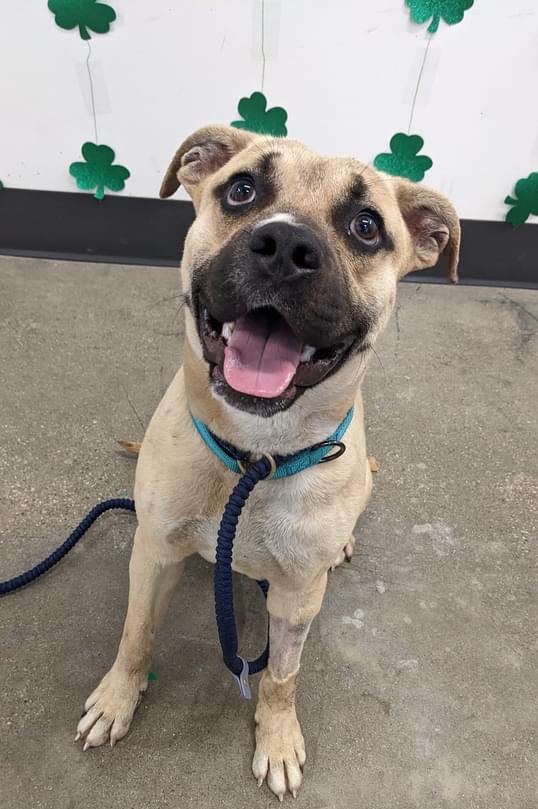 CityDogsCLE's tweet photo. #TOT Fennel will DEFINITELY make you smile! He's a real goofball with a playful spirit. This young boy is such a social butterfly, happy in pretty much any situation. Fennel would be a good fit for anyone seeking a peppy companion to grow with. https://t.co/ZCBy09h6RO #adoptme https://t.co/Xa7OMjOU4B