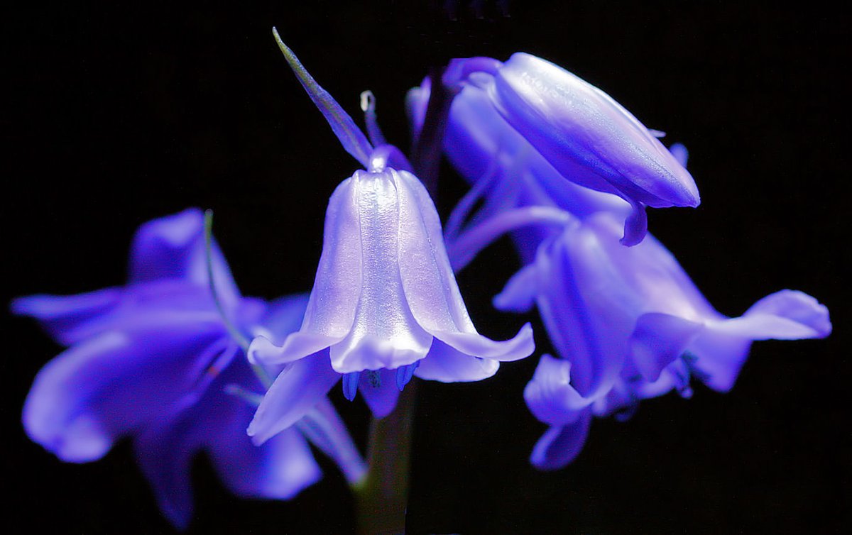 hefferk's tweet photo. That time of the year again Blue Bells #dlrarts #dlrlens #dlrlens_escapethecity #flowerphotoshoot #flowers🌸 #flowersofinstagram #flowers #catching #catchingthesun #sunshine #photoftheday #photographs #openyoureyes #openyourmind https://t.co/hZnHhP0Q4j