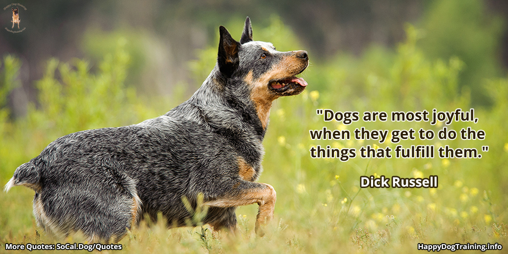 DogTrainerSoCal's tweet photo. "Dogs are most joyful, when they get to do the things that fulfill them." - Dick Russell
#quotes #dogtraining #dog https://t.co/KYJxhiAbvX https://t.co/7q2RDhx2ZG