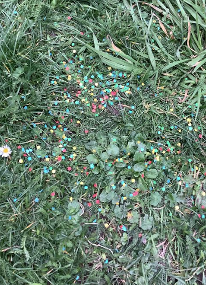 OakEPS's tweet photo. We looked at seed dispersal, how it happens and why it is important! We explored outside to find different seeds, looked at different ways seed are dispersed and created our own experiment to see how exploding seeds are effectively dispersed. @IPAT_Edu @PrimaryElaine @EEC_Elaine https://t.co/Wgbx7fZj3V