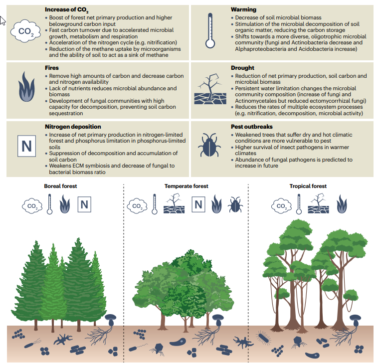 NatureRevMicro's tweet photo. NEW Review🙌Forest microbiome and global change🌲

Baldrian &amp; co. discuss the effects of global change on the forest ecosystem and its microbiome across different climatic zones, and present different strategies to reduce global change impact on forests.

https://t.co/1L2h6NlsZ3 https://t.co/H41iVtMyug
