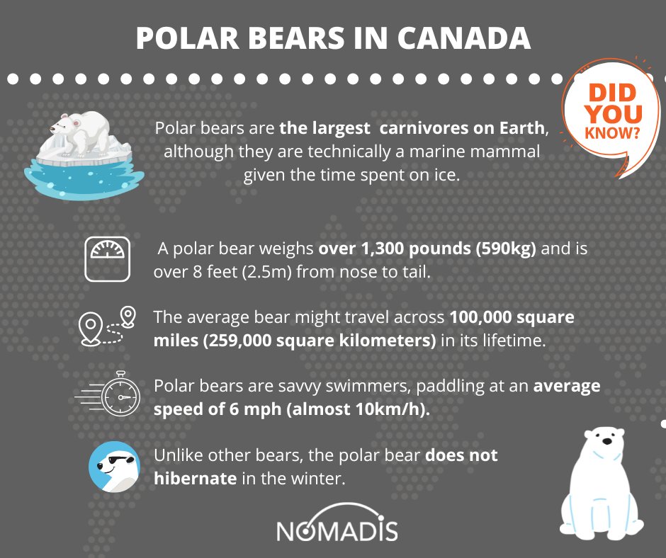 nomadisinc's tweet photo. What do you know about polar bears in Canada? Did you know that they can travel an average of 259,000 square kilometers in their lifetime?
#Nomadis #WorkforceLogistics #Canada #North https://t.co/IEw8r7h7et