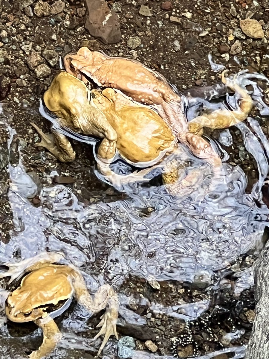 MikaM1006's tweet photo. 金色のカエルを見つけちゃった🐸　輝いててきれい✨ https://t.co/mGirs2dMem