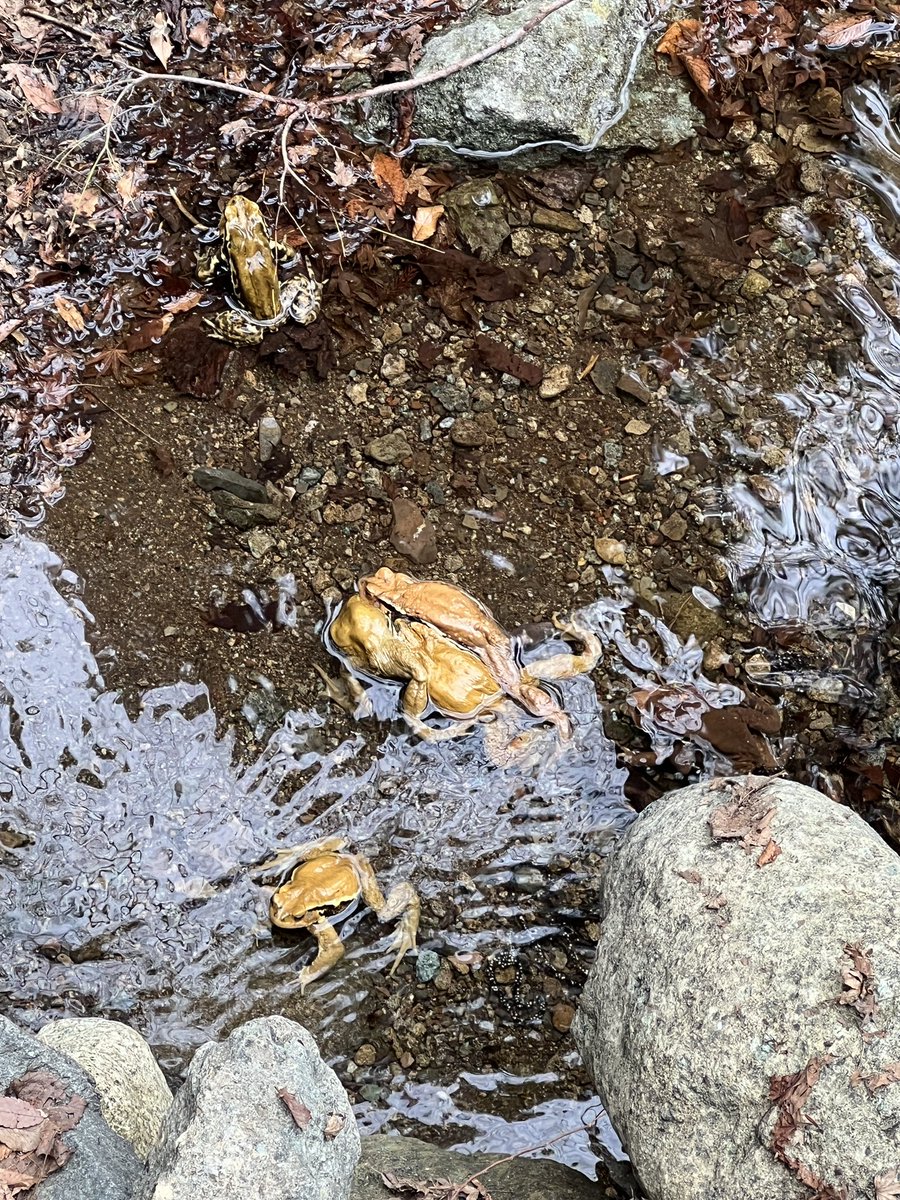 MikaM1006's tweet photo. 金色のカエルを見つけちゃった🐸　輝いててきれい✨ https://t.co/mGirs2dMem