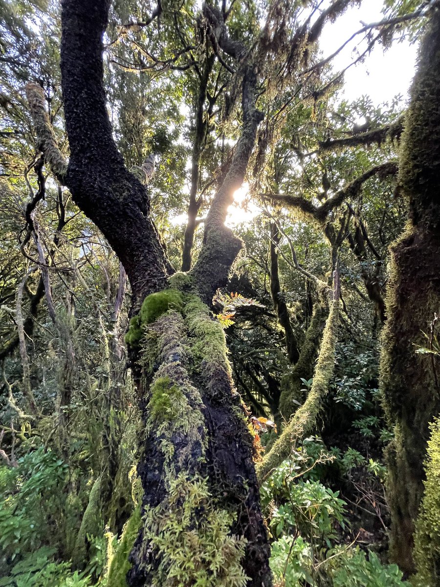 Exploring #ecosystem, #water, #carbon and people interactions in the Anaga Biosphere Reserve #Tenerife ⁦@YorkEnvironment⁩ ⁦@UNESCO⁩