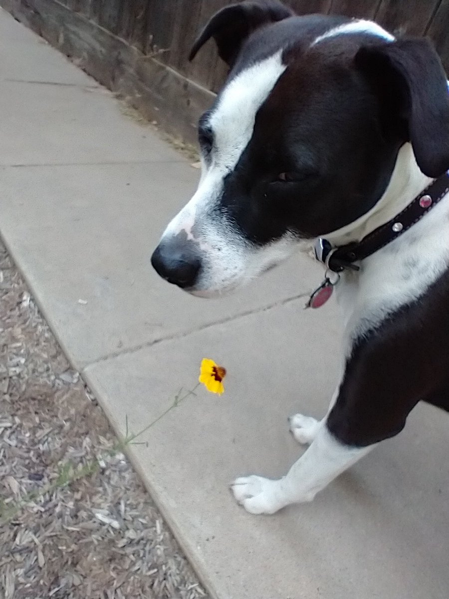 One pupper & one small flower! #cutepup #yellowflower