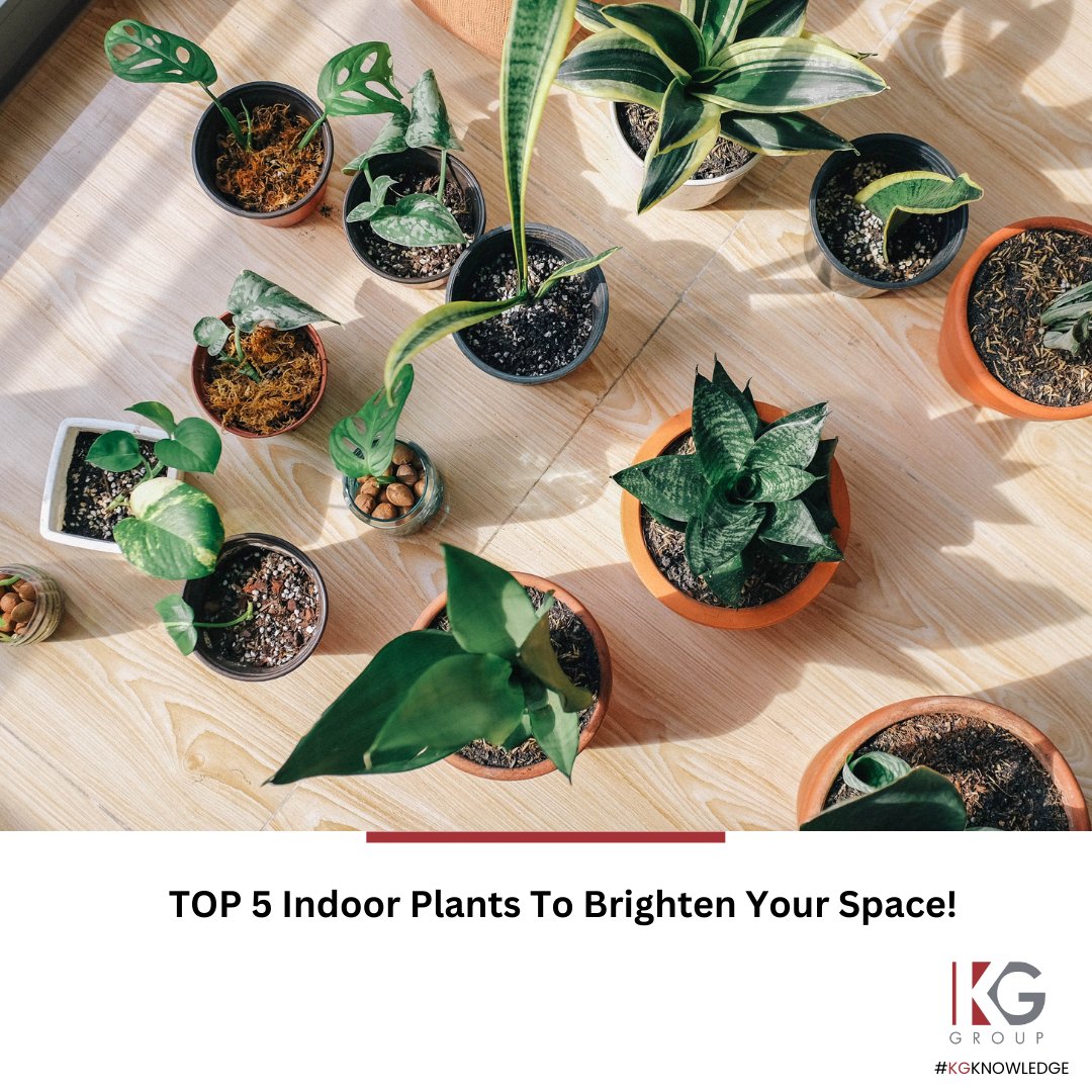 Transform your Toronto rental apartment into a lush jungle with these top apartment-friendly indoor plants! 

myrental.ca/blogs/rental-l…

#KGGroup #KGBetterLiving #myKGhome #PlantsofToronto #TorontoRentals