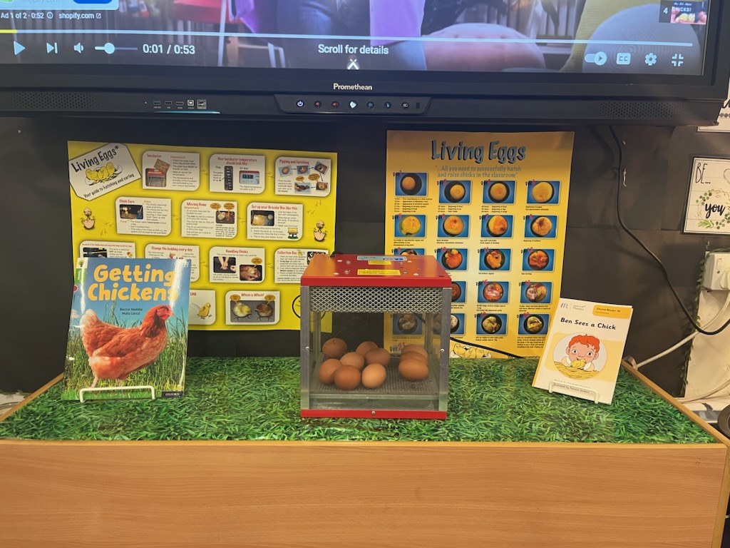 KingsPriory's tweet photo. They only arrived yesterday as part of Year 2's science topic - lifestyles. We did not expect this on day one! https://t.co/uS87htIjFw https://t.co/pegVtePXf3