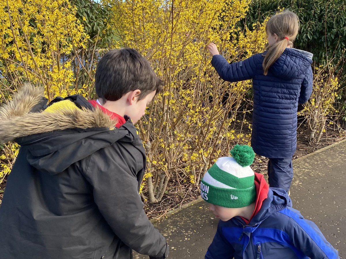 dpsforestschool tweet media