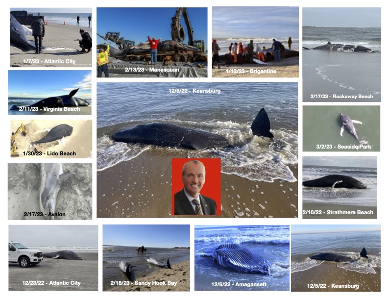 Guess I have to update my infographic to now include 8 more dolphins that are dying in NJ, all thanks to @GovMurphy putting profits ahead of marine mammals fox29.com/news/crews-res… @SaveNARW @saveLBIorg @DefendBrig @CleanOcean @ProtectOurCoast