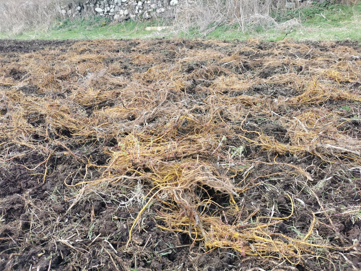 anneguichard's tweet photo. If you build it they will come. Early cover creation on #rathlinisland today for our Giving Corncrake a Home project #GCaH @RSPBNI https://t.co/WWP3Qj3jx2