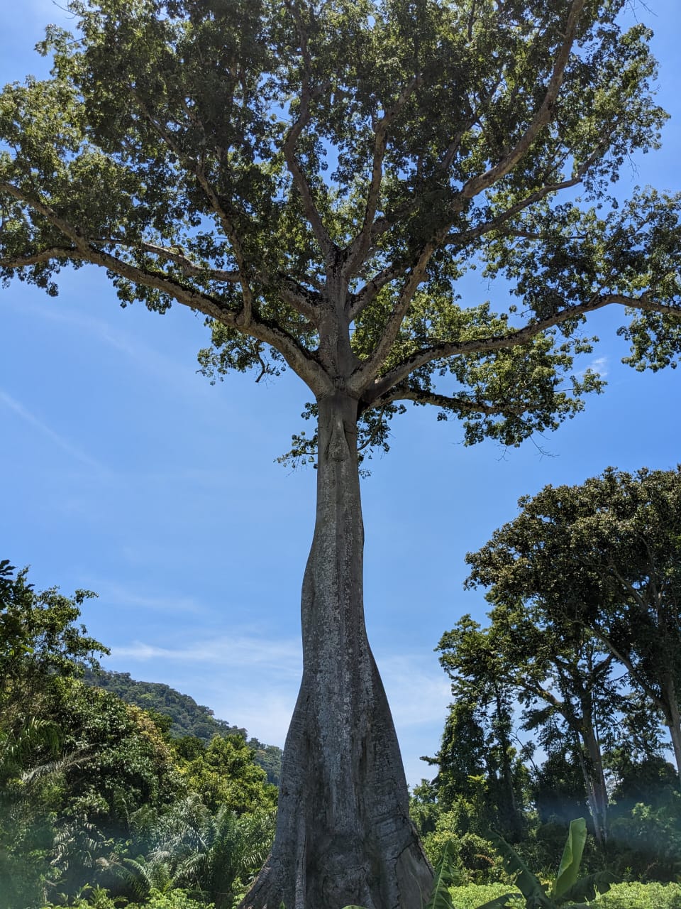 PNUD GABON on X: \, image size:960x1280