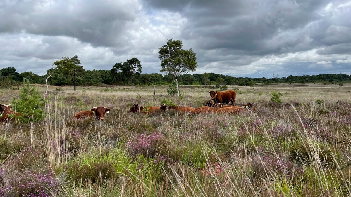 NTKingstonLacy's tweet photo. Our Red Ruby Devons will be heading to Holt Heath within the next week; grazing keeps scrub under control. Please be a responsible dog owner: pick up your dog's poo, which can be fatal to livestock, and keep your dog under close control. 
#RedRubyDevon 
📷: NT/Rob Groves https://t.co/fiZXS327df