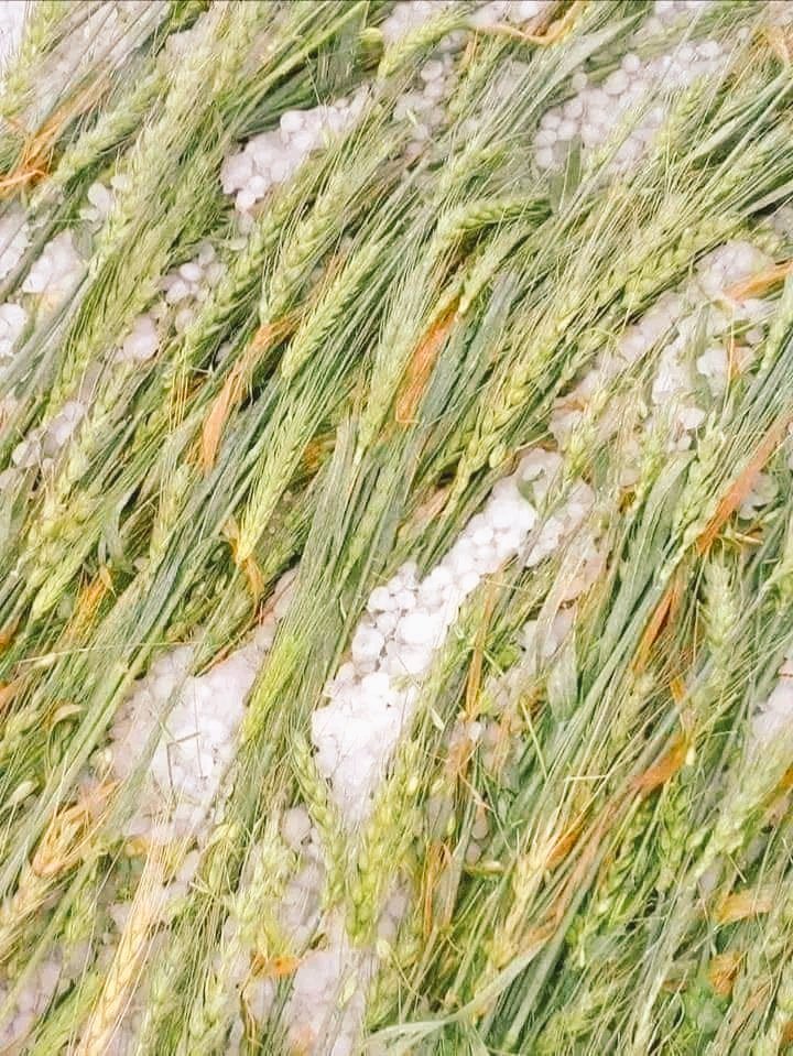 c_hardeep_singh's tweet photo. धरती के भगवान कहें जाने वाले जिन किसानों को नुकसान हुआ है
 उन्हें सरकार मुआवजा दे देश की खुशहाली का रास्ता हमारे खेतों और खलिहानों से होकर गुजरता है -
चौधरी चरणसिंह 👳 
#किसानों_को_मुआवजा_दो
#किसानों_को_मुआवजा_दो https://t.co/TLo4LGkUEk
