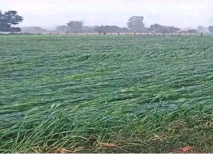 c_hardeep_singh's tweet photo. धरती के भगवान कहें जाने वाले जिन किसानों को नुकसान हुआ है
 उन्हें सरकार मुआवजा दे देश की खुशहाली का रास्ता हमारे खेतों और खलिहानों से होकर गुजरता है -
चौधरी चरणसिंह 👳 
#किसानों_को_मुआवजा_दो
#किसानों_को_मुआवजा_दो https://t.co/TLo4LGkUEk