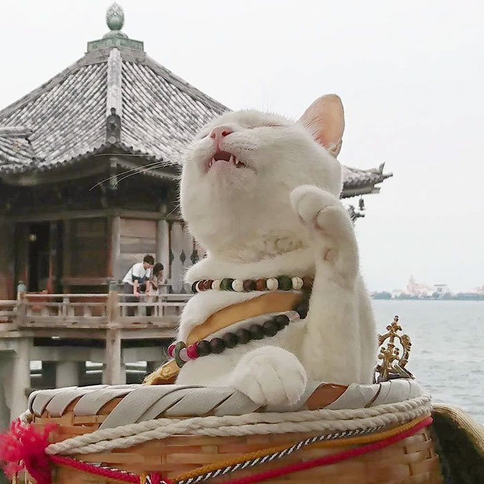 Im_Peaceboy's tweet photo. There is a temple in Japan dedicated to cats and this is their head monk. 🐈🛐✨
#Catism https://t.co/B2wV0Jxowc