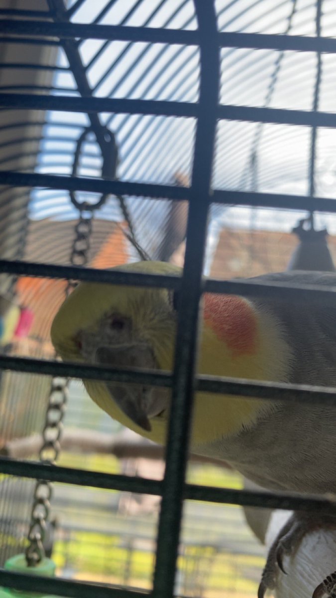 lovinglyjune's tweet photo. @meggieezxx her name is izzy and she wishes to sing you september by earth wind and fire https://t.co/IKZo4ZUpUE