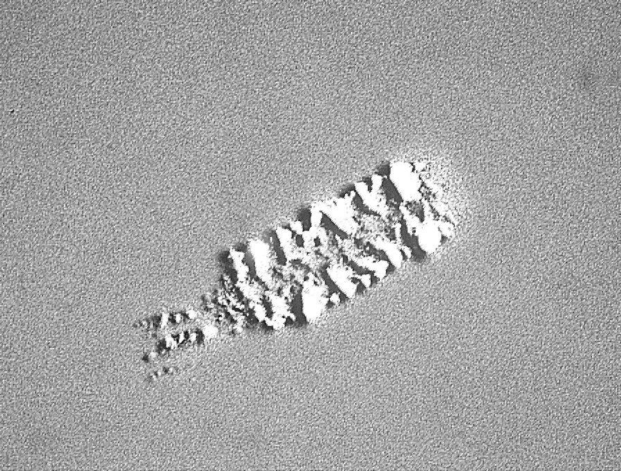 flymuscles's tweet photo. Probably nobody needs to see a #drosophila footprint, but just in case, here is one. Look at the claws! https://t.co/wewcoJ8Abr