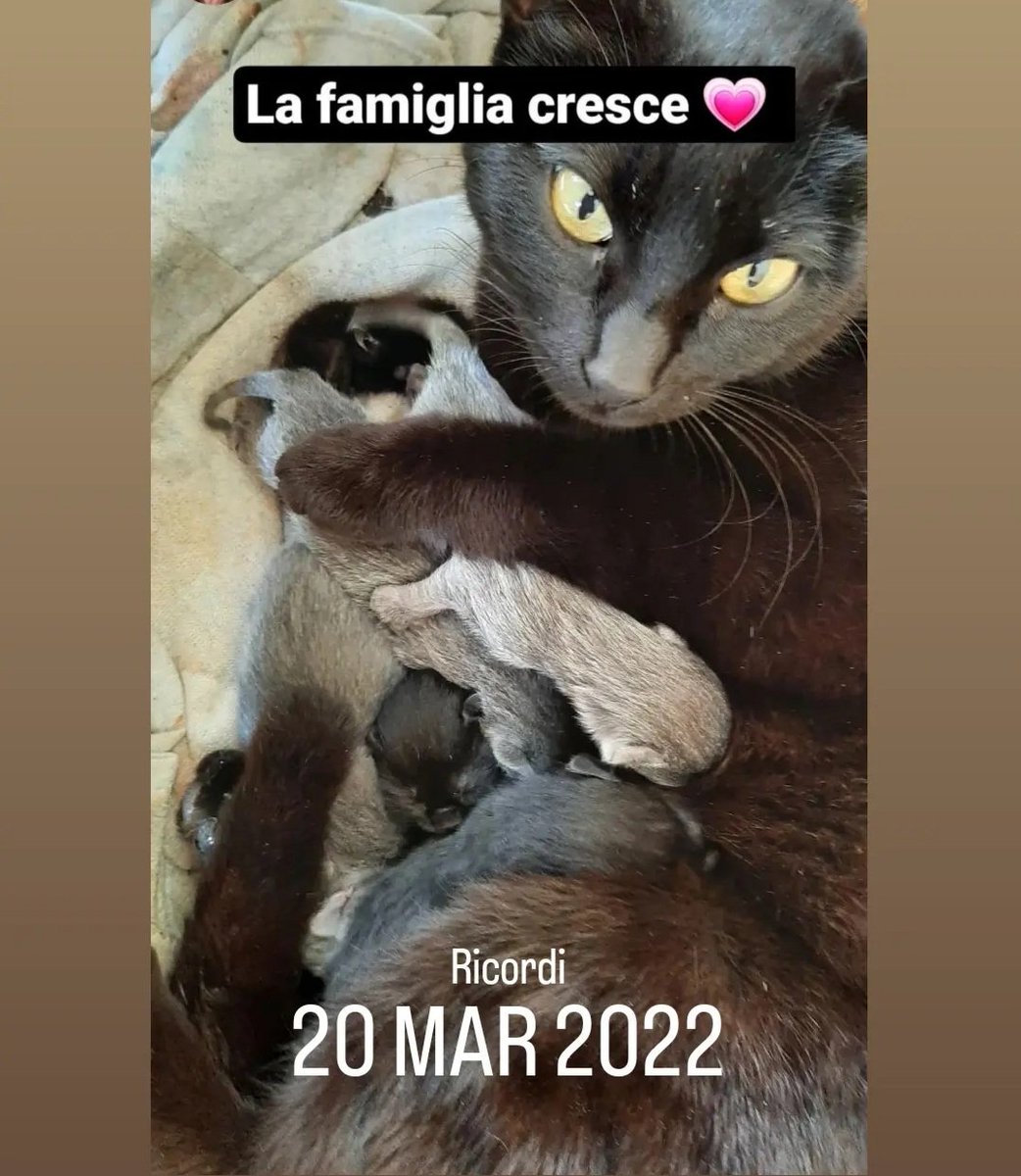 #Amore di #mammagatta