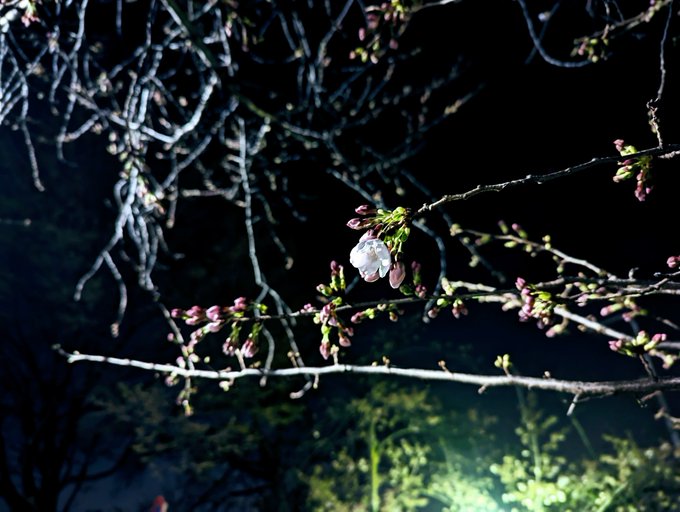 夜桜カルテット 