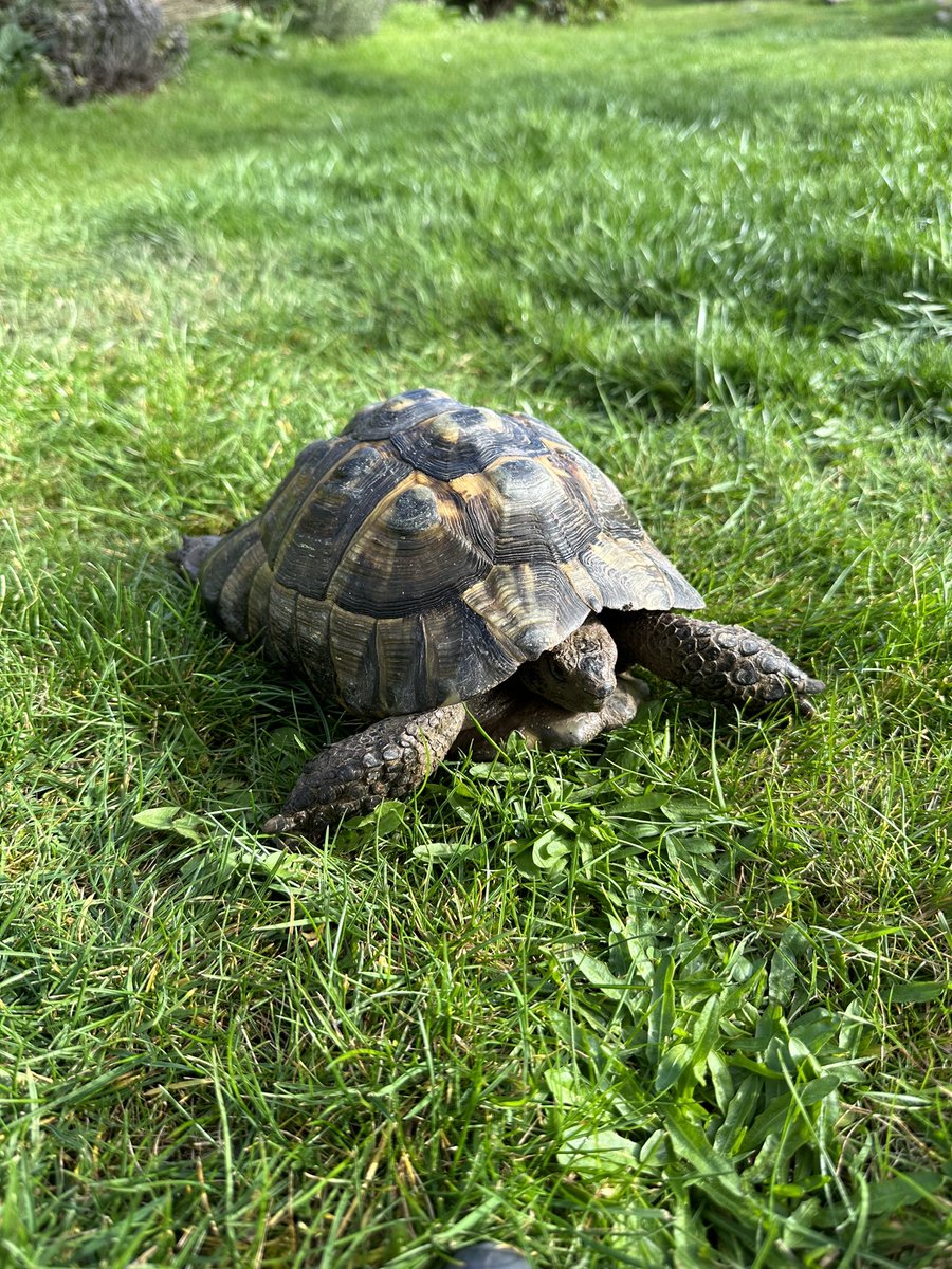 PhatOnions tweet media