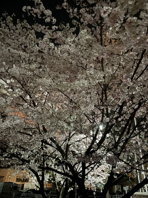 夜桜四重奏 