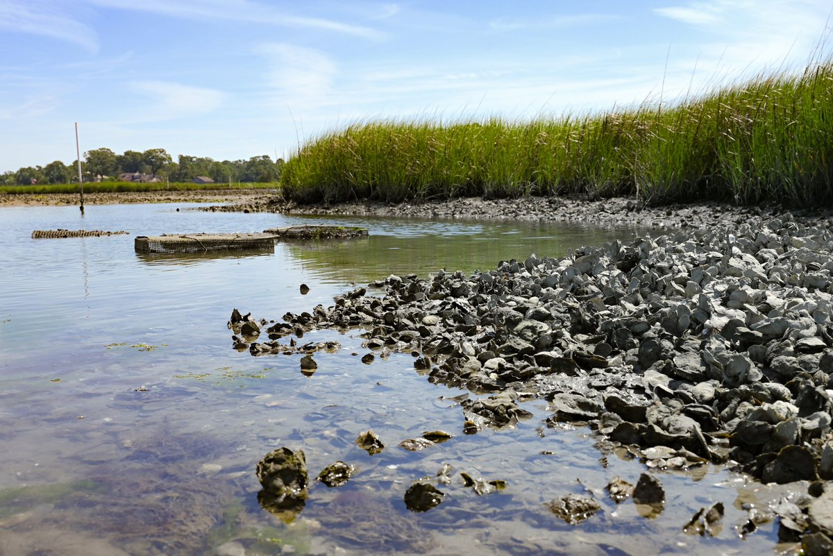 Virginia Seafood Ag Research & Extension Center tweet media
