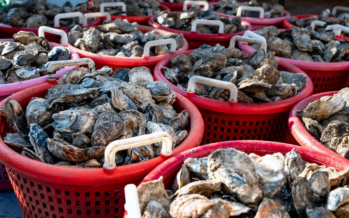 Virginia Seafood Ag Research & Extension Center tweet media