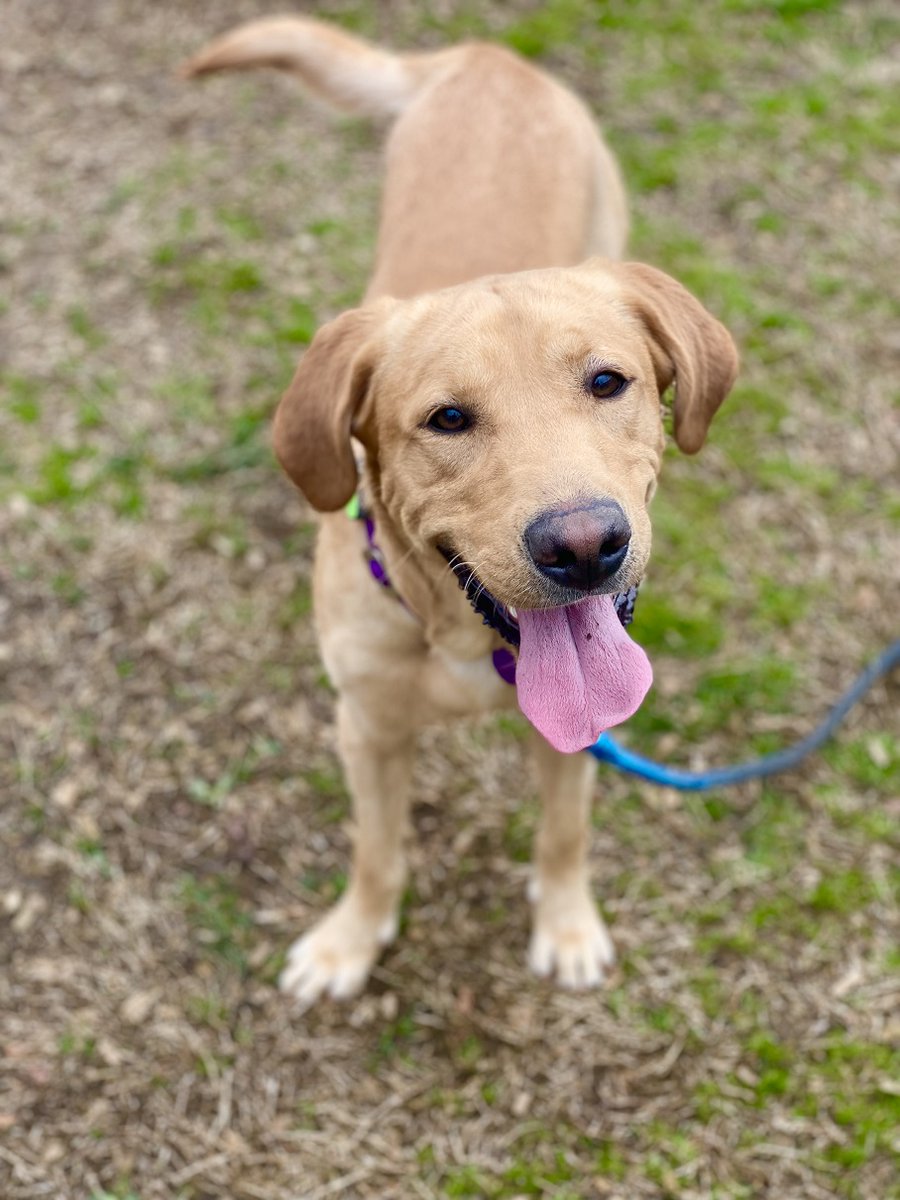AlexAnimals's tweet photo. These are just a few of the absolutely adorable, smiley, squishy faces we have up for adoption! We're open today until 7 p.m. for meet and greets. #alexanimals #alexandriava #alexandriadogs #novadogs #dmvdogs https://t.co/EkMoIkgYiH