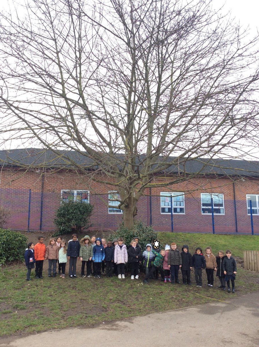 Year1Beck's tweet photo. We have been learning about different types of trees in science. We went on a hunt round the school to see if we could identify any evergreen and deciduous trees. #beckscience https://t.co/Rp4ijK2aIq