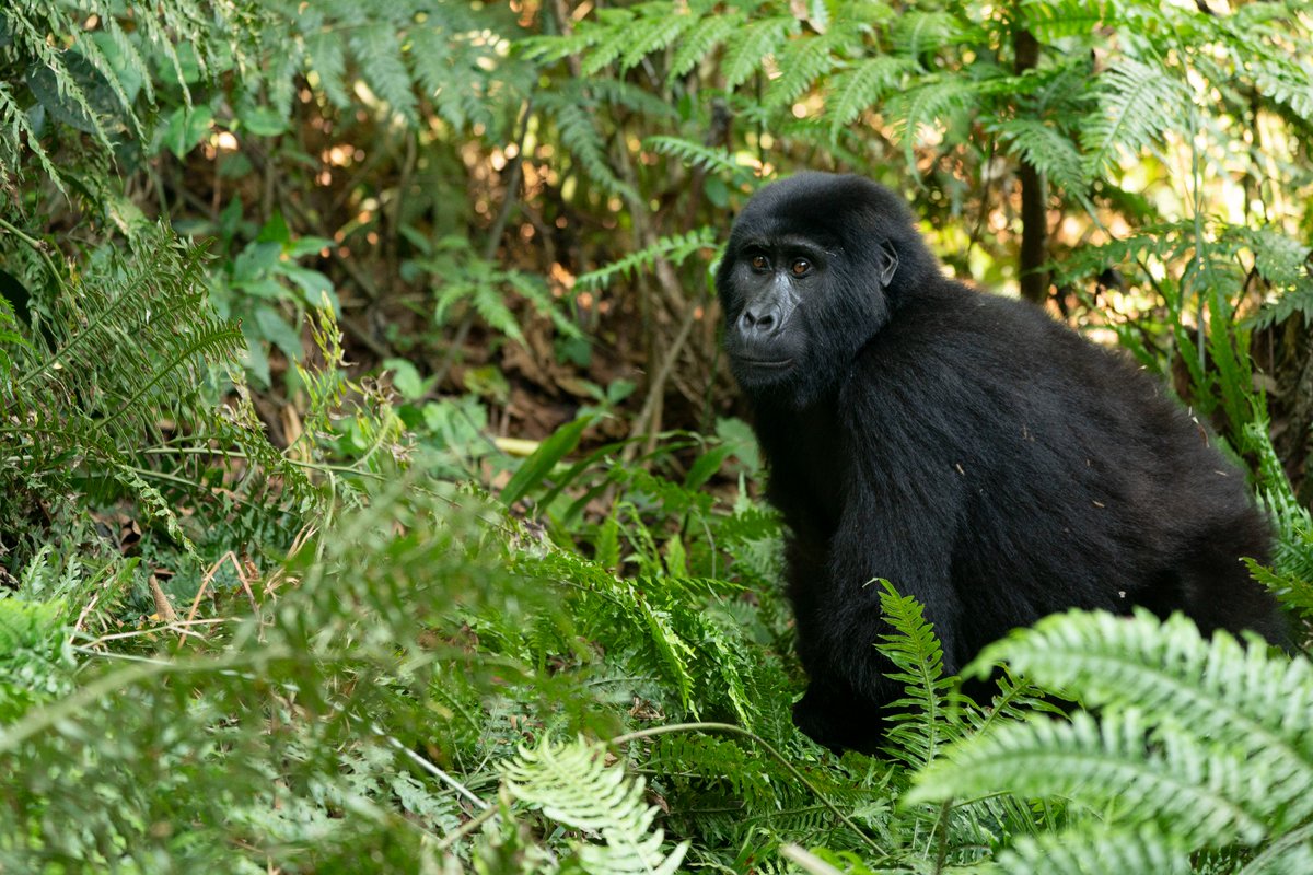 CTPHuganda's tweet photo. It is International Day of Forests today! Under this year’s theme “Forests and Health” https://t.co/3vp4Yvws8Y