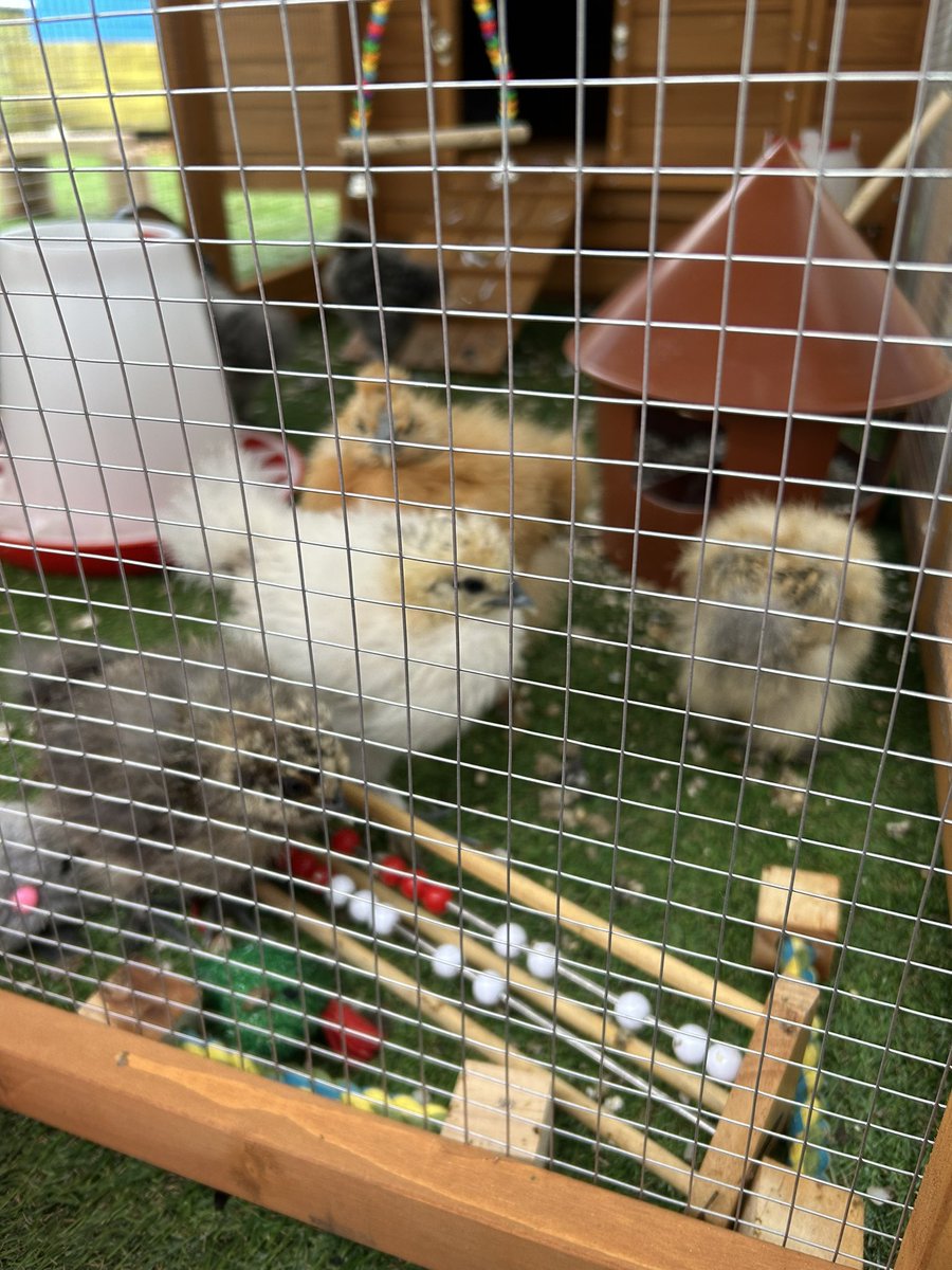 MPSChicks's tweet photo. We have spent the last two days in our coop! We are using shredded paper as our bedding! #Sustainability #happychicks @MuirhousePS https://t.co/GFeYKQcH4x
