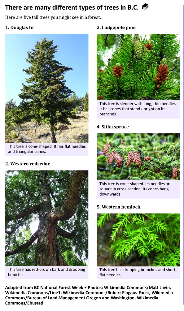 This book level 2 article shows some of the trees that grow in B.C. 
Read the article then ask learners to look for the different types of trees in their neighbourhood. 
#BCTrees #WildBackyard #WhereWeLive #BeautifulBC  #TreeLove #BC #Newspaper #AdultLiteracy #TeacherResource