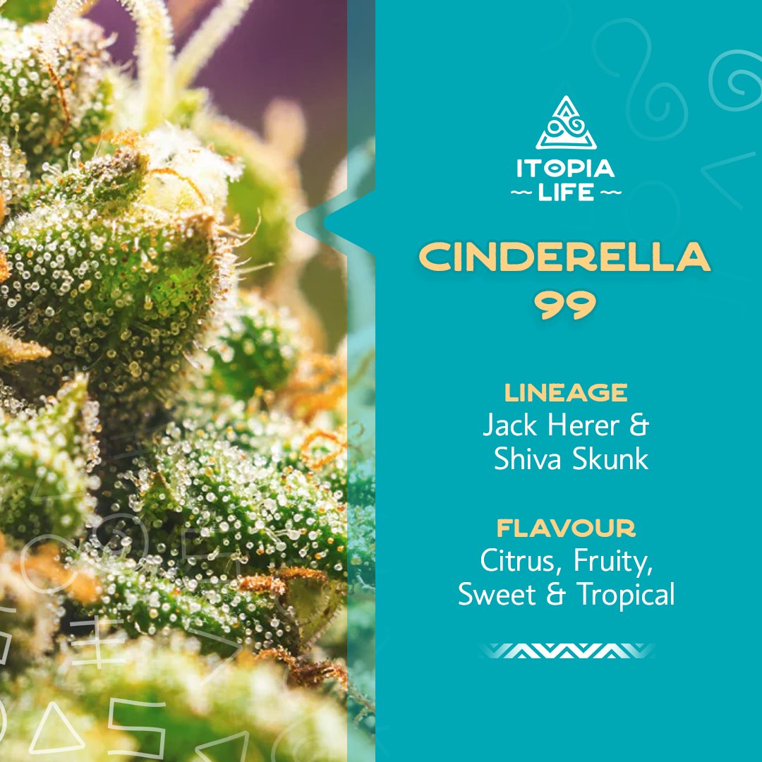 itopialife's tweet photo. Bless up Itopians!

Have you met our strain Cinderella 99 👸🌿👠? No glass slipper needed to find her, just come and meet this magical strain for yourself.

#itopia #itopialife #relax #relief #recharge #cinderella https://t.co/qQhm7Od6f8
