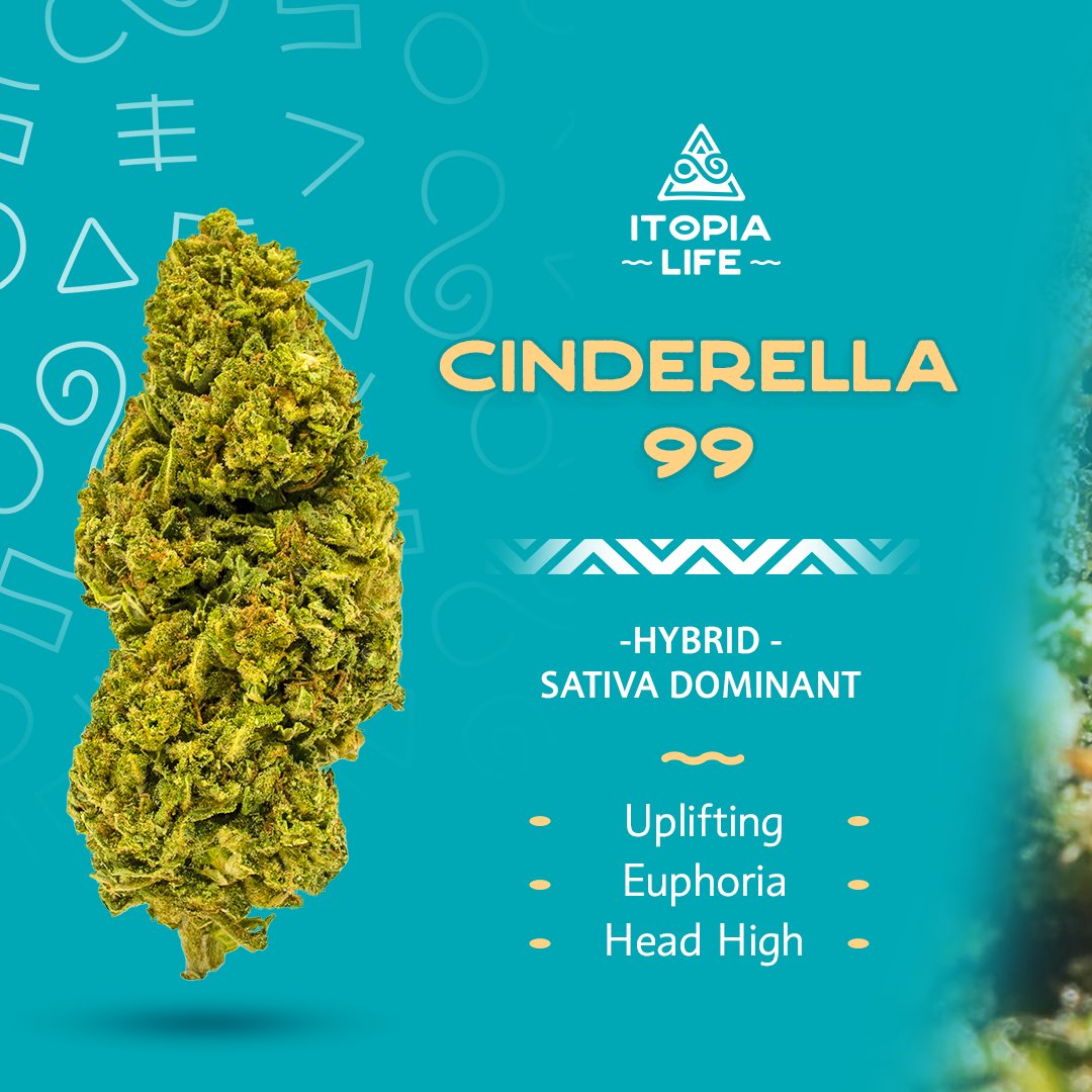 itopialife's tweet photo. Bless up Itopians!

Have you met our strain Cinderella 99 👸🌿👠? No glass slipper needed to find her, just come and meet this magical strain for yourself.

#itopia #itopialife #relax #relief #recharge #cinderella https://t.co/qQhm7Od6f8