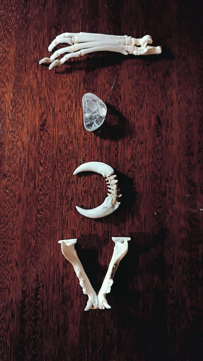 Aligon_Older's tweet photo. Тримайте #vultureculture #magic #inspiration
#bonesart https://t.co/cM2gmXIrxl