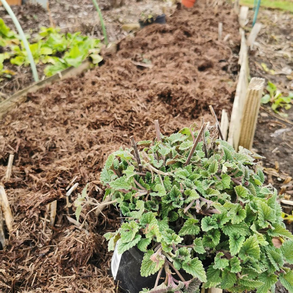 Strulchmulch's tweet photo. We love this from @englishallotment //​​​​​​​​
​​​​​​​​
I've been tidying up. Here is my asparagus bed that I Strulched today. I weeded the area, and then put the mulch on. I always mulch after a bit of wet weather, as it helps lock the moisture in. The … https://t.co/D7xY3pdtUi https://t.co/oZkLB2zJe8