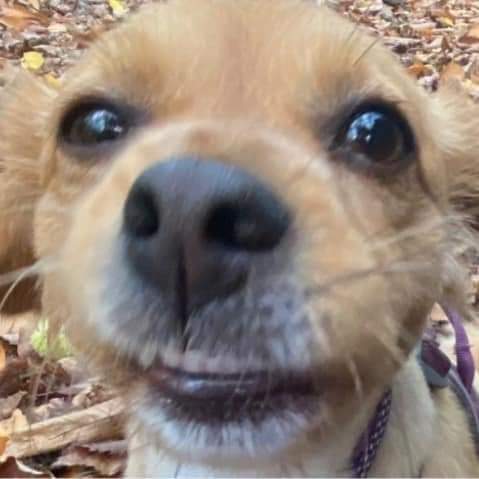 Amy here. Would like to introduce myself. I'm a Kokoni from Romania. My Mum rescued me just over 2 years ago 💜💜💜