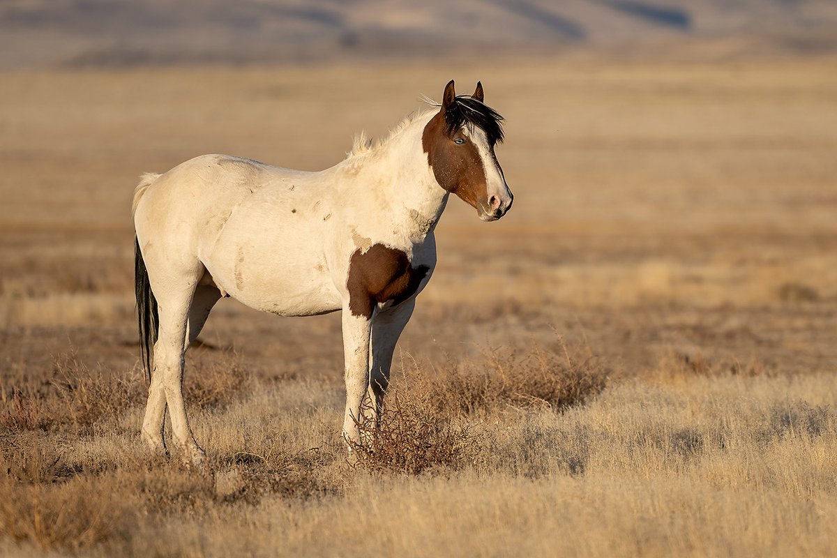 FonDenton_Art's tweet photo. #SendCardsNotTexts! Special people deserve art and a personal touch. #Framable too!
Find It: https://t.co/ryvw0wp85v
#WildHorse #Horse #Horses #Mustangs #SpringIntoArt #Cards #GreetingCards #Write #Gifts #HolidayCards #BuyIntoArt #TheArtDistrict #HorseLover #PhotographyIsArt https://t.co/4ZwXQoKV4g
