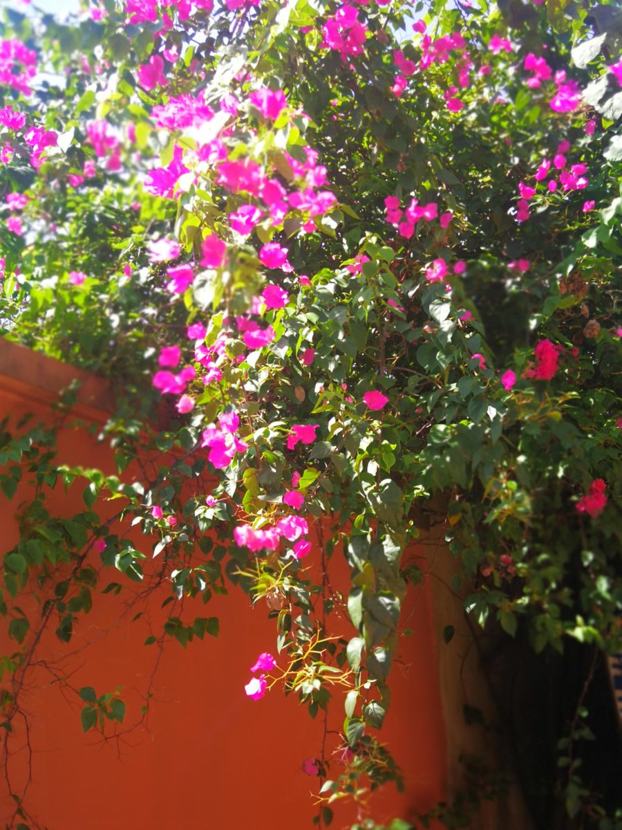 Celebrating #PoetryDay by discovering the life and work of Amadou Hampâté Bâ, a beloved and influential writer who dedicated his life to preserving and promoting traditional African culture and oral tradition. <a href="/hampate_ba/">Fondation Amadou Hampâté Bâ(FAHBA)</a> is the perfect place to start exploring his legacy.